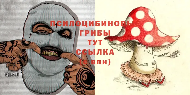 Галлюциногенные грибы Cubensis  где купить   Сорск 